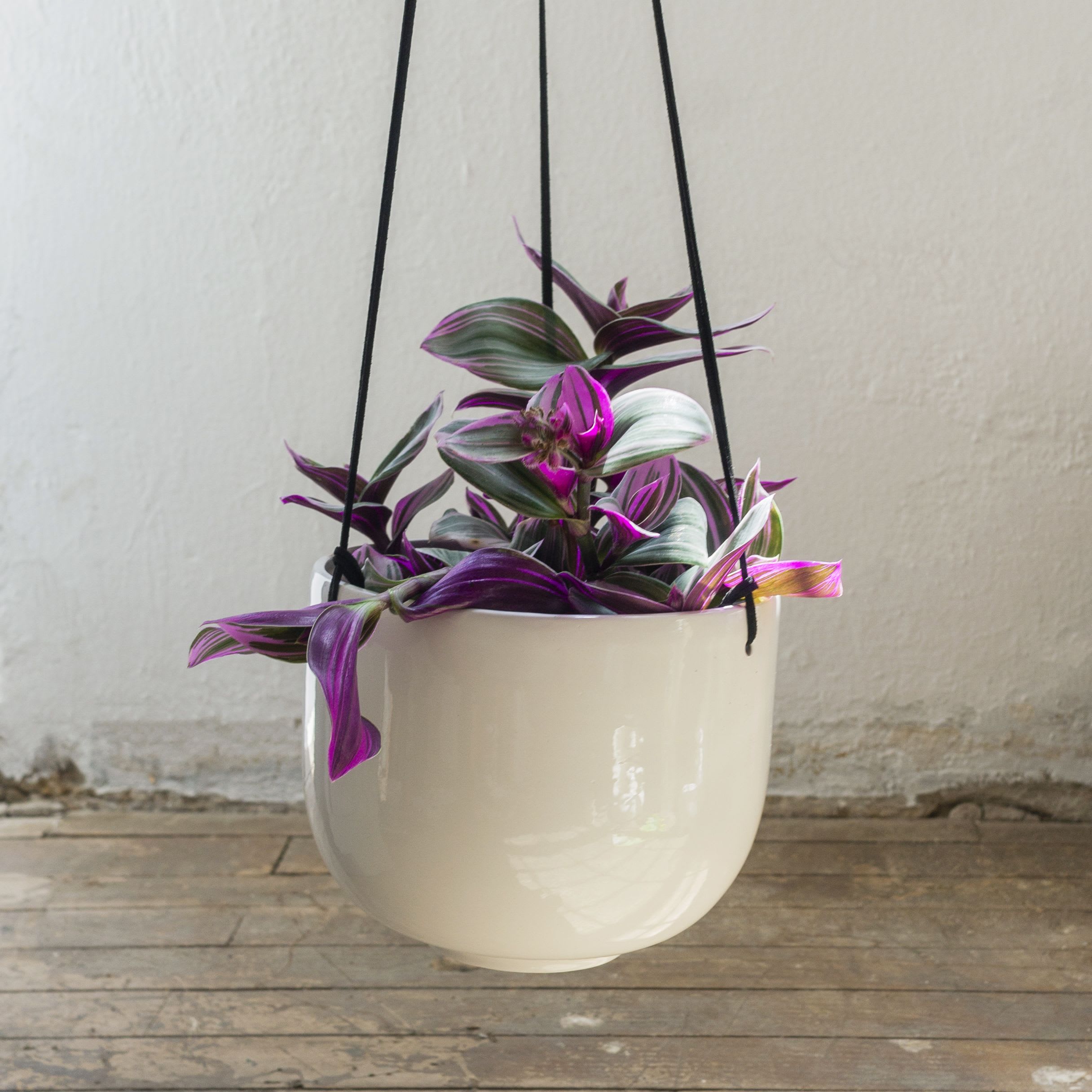 Tradescantia zebrina